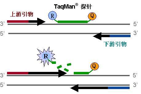 马到成功打一准确生肖全面释义、定量解答解释落实