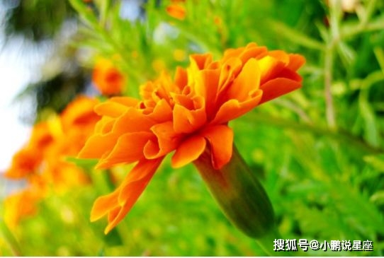 不知所措，心亂如麻。始信勁草勝嬌花打一个准确生肖详细解答、解释与落实、统计解答解释落实