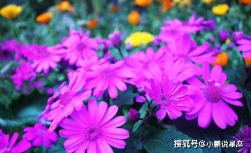 不知所措，心亂如麻。始信勁草勝嬌花打一个准确生肖详细解答、解释与落实、统计解答解释落实